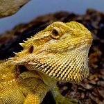 Bearded agama ใน Terrarium ของคุณ Bearded agama ใน Terrarium ของคุณ