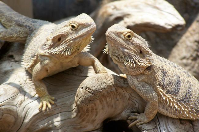 Bearded agama ใน Terrarium ของคุณ
