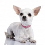 สิ่งที่ฟีด Chihuahua