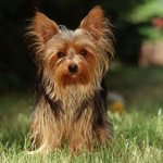 สิ่งที่ควรเลี้ยง Yorkshire terrier?