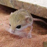 Home jerboa: การบำรุงรักษาและการดูแล
