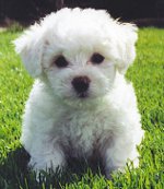 French Bolognese (Bichon Frise)