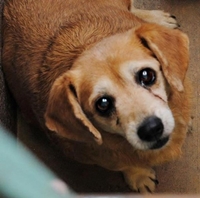 Distal for Dogs: คำแนะนำปริมาณและรีวิว