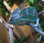 Chameleon: เนื้อหาและการดูแล