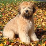 Irish Soft Coated Wheaten Terrier