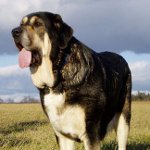 mastiff สเปน mastiff สเปน