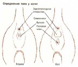 วิธีการกำหนดเพศของลูกแมว?