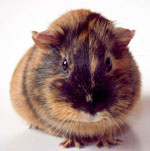 การดูแลหนูตะเภาอย่างถูกต้องอย่างไร? การดูแลหนูตะเภาอย่างถูกต้องอย่างไร?