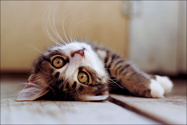 วิธีการป้องกันสัตว์เลี้ยงของคุณจากความร้อน?