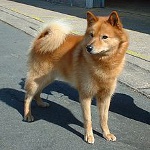 Karelo-Fika Laika (ฟินแลนด์ Spitz) Karelo-Fika Laika (ฟินแลนด์ Spitz)