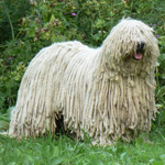 Komondor: สุนัขต้อนฮังการี Komondor: สุนัขต้อนฮังการี