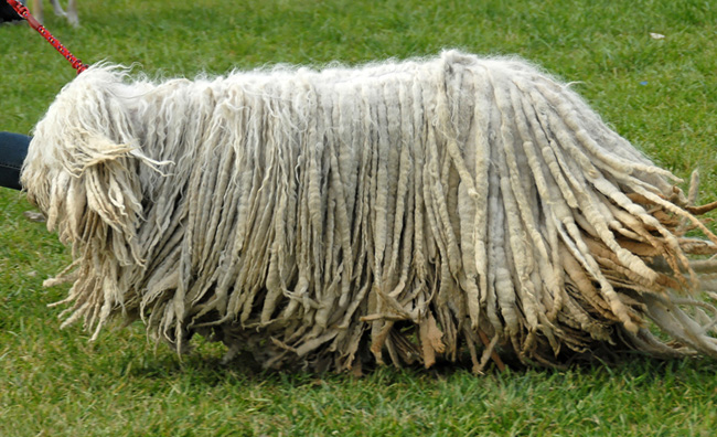 Komondor: สุนัขต้อนฮังการี