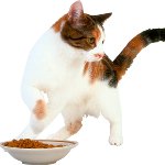 แมวไม่กินอะไร แมวไม่กินอะไร
