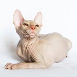 แมวของสฟิงซ์ วิธีการดูแลสฟิงซ์? แมวของสฟิงซ์ วิธีการดูแลสฟิงซ์?