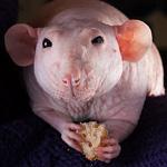 Sphynx rats Sphynx rats