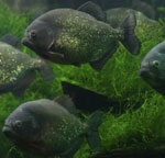 Piranhas ในพิพิธภัณฑ์สัตว์น้ำของคุณ
