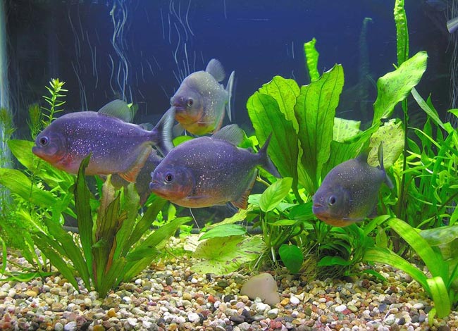 Piranhas ในพิพิธภัณฑ์สัตว์น้ำของคุณ