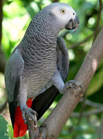 Jacques Parrot: เนื้อหาที่บ้าน