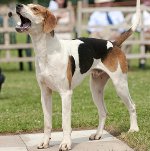 Foxhound อเมริกัน