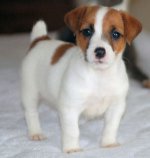 พันธุ์ Jack Russell Terrier