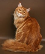 พันธุ์แมว Maine Coon