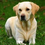 Breed Labrador Breed Labrador