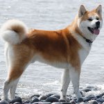 สุนัขพันธุ์: Akita Inu