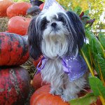 พันธุ์ของ Shih Tzu สุนัข