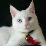 สายพันธุ์ของแมวขาว