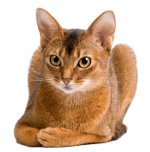 สายพันธุ์แมว: แมว Abyssinian