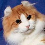 สายพันธุ์ของแมว: American Curl