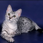 สายพันธุ์ของแมว: Egyptian Mau