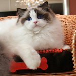 สายพันธุ์ของแมว: ragdoll สายพันธุ์ของแมว: ragdoll
