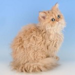 สายพันธุ์ของแมว: Selkirk rex