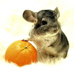 สายพันธุ์ของ chinchillas
