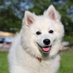 สายพันธุ์สุนัข: American Spitz