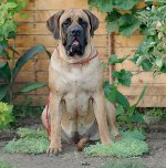 สายพันธุ์สุนัข: mastiff ภาษาอังกฤษ