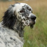 สุนัขพันธุ์: Setter ภาษาอังกฤษ