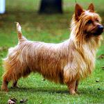 สายพันธุ์สุนัข: Australian Terrier