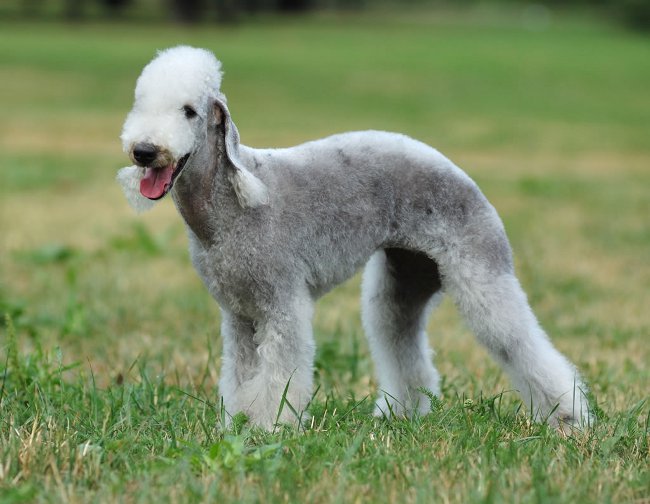 สายพันธุ์สุนัข: bedlington terrier