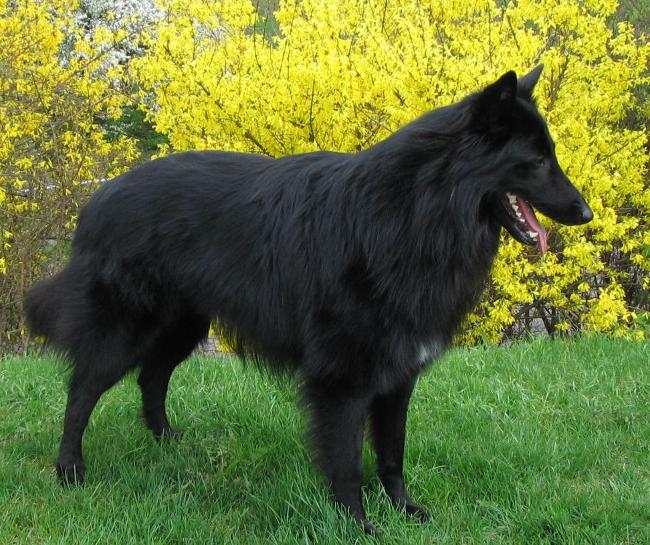 สายพันธุ์สุนัข: Belgian Shepherd Dog Grunendal