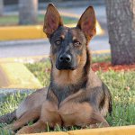 สายพันธุ์สุนัข: Belgese Shepherd Malinois สายพันธุ์สุนัข: Belgese Shepherd Malinois