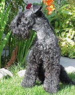 สายพันธุ์สุนัข: kerry-blue terrier สายพันธุ์สุนัข: kerry-blue terrier