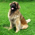 สายพันธุ์สุนัข: leonberger