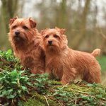 สายพันธุ์สุนัข: Norfolk Terrier สายพันธุ์สุนัข: Norfolk Terrier
