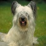 สายพันธุ์สุนัข: Skye Terrier สายพันธุ์สุนัข: Skye Terrier