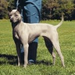 สายพันธุ์สุนัข: Thai Ridgeback