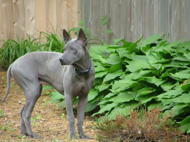 สายพันธุ์สุนัข: Thai Ridgeback