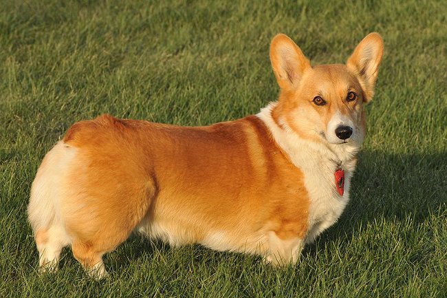 สายพันธุ์สุนัข: เวลส์ corgi pembroke