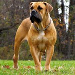 สายพันธุ์สุนัข: แอฟริกาใต้ Boerboel สายพันธุ์สุนัข: แอฟริกาใต้ Boerboel